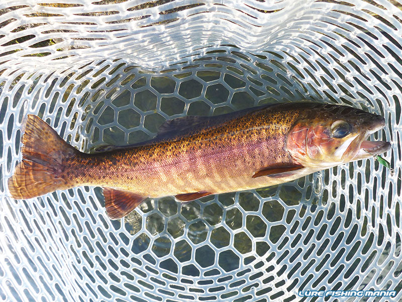どれもヒレが整っていて、よく走る...綺麗な水と、きちんとした餌やりの成果ですね