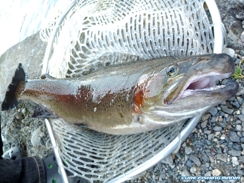 N@O氏、夕方のベストタイムに食い気が出てきた大型魚を仕留める!