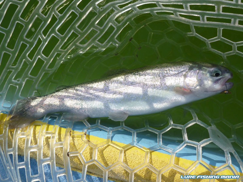 手のひらサイズのニジマス