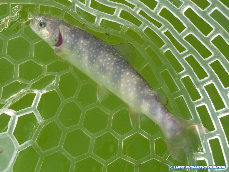 かわいいイワナ