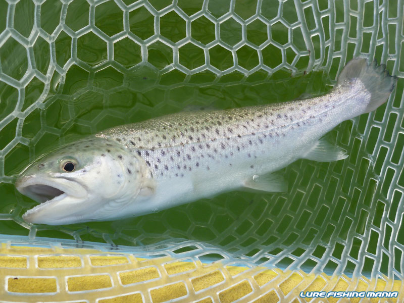 銀毛のブラウントラウトもヒット