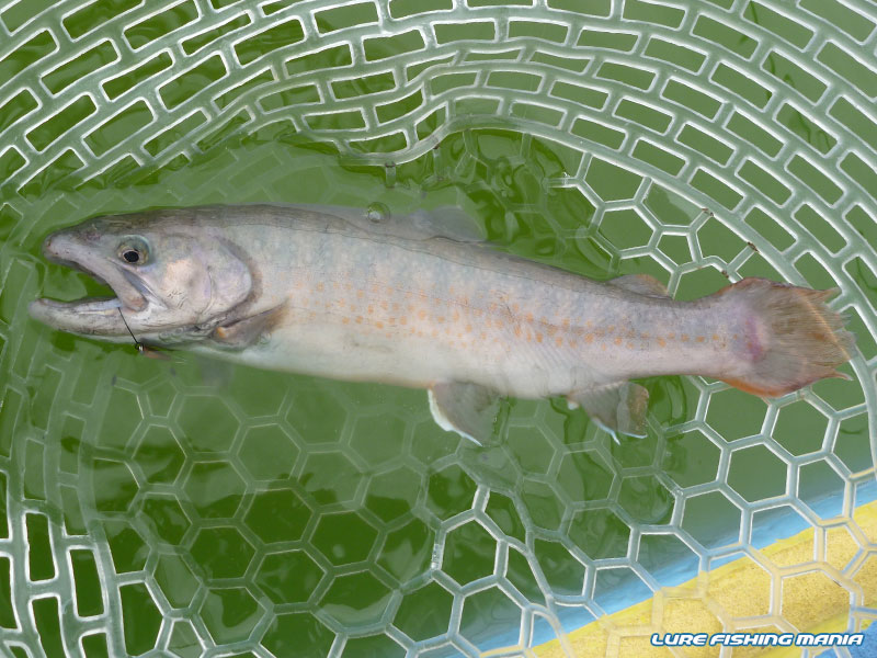 ブルックトラウトもヒット