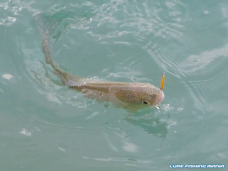 鉄板カラーでかわいいニジマスがヒット