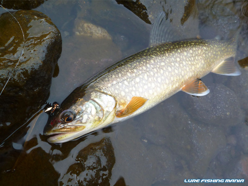 トリッキーな誘いに乗ってくれたレイクトラウト