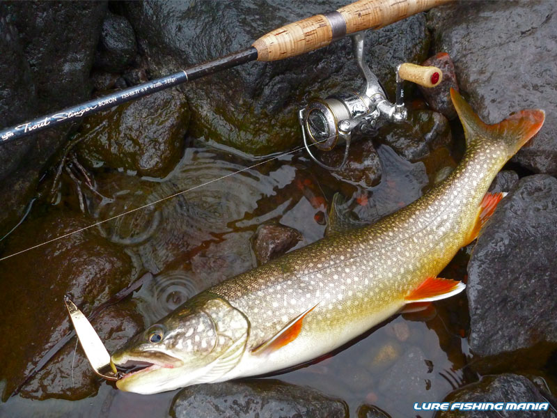 ここまでの今日一番も、50cmに届かず...