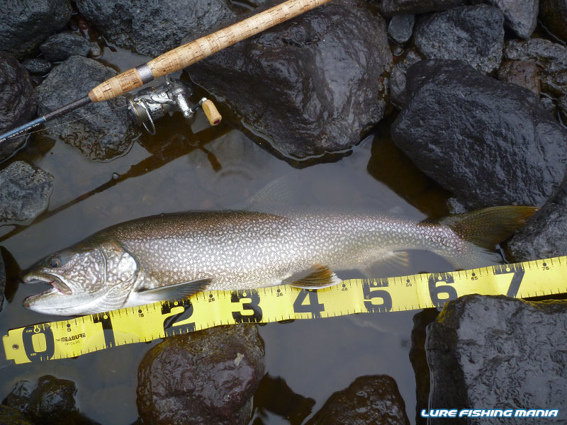 一応、メジャー付きの証拠写真を...