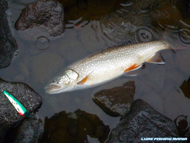 将来が楽しみなグッドコンディション