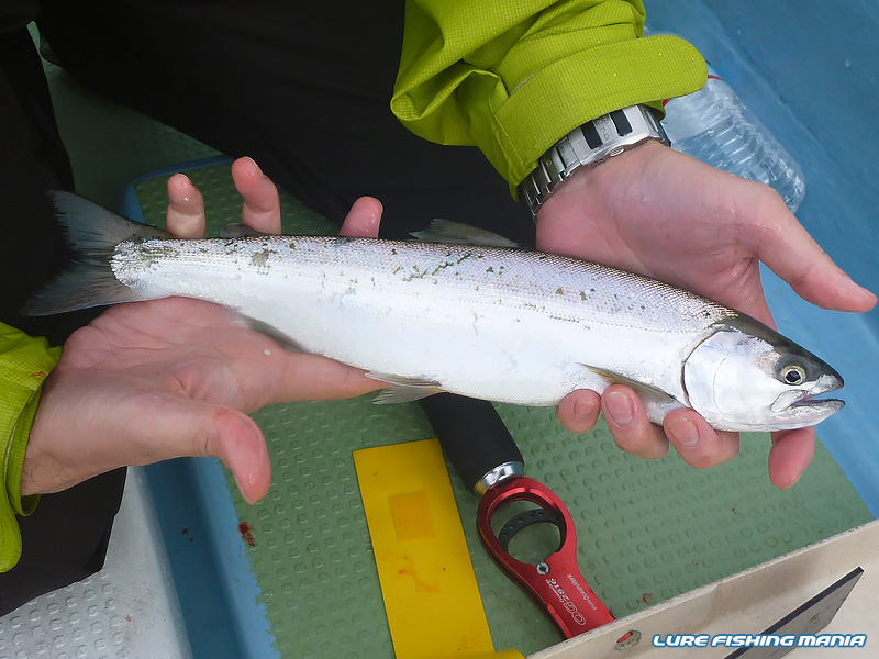 やっと1本目のホンマスを確保