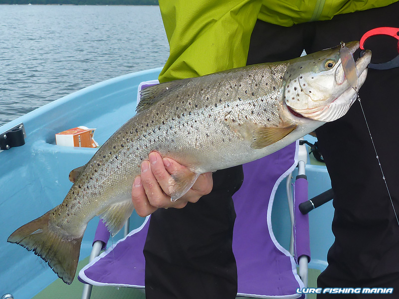 ナイスコンディションのブラウントラウト