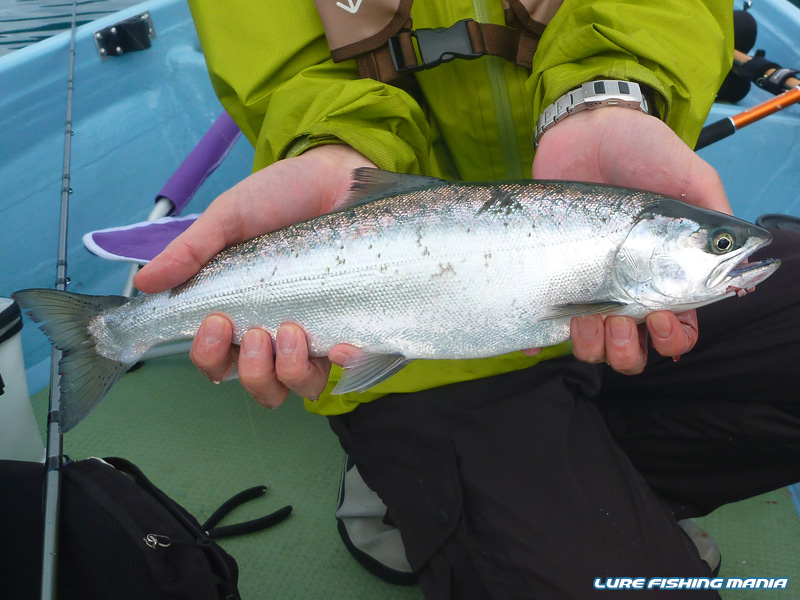 やっとヒットした、そこそこサイズのホンマス