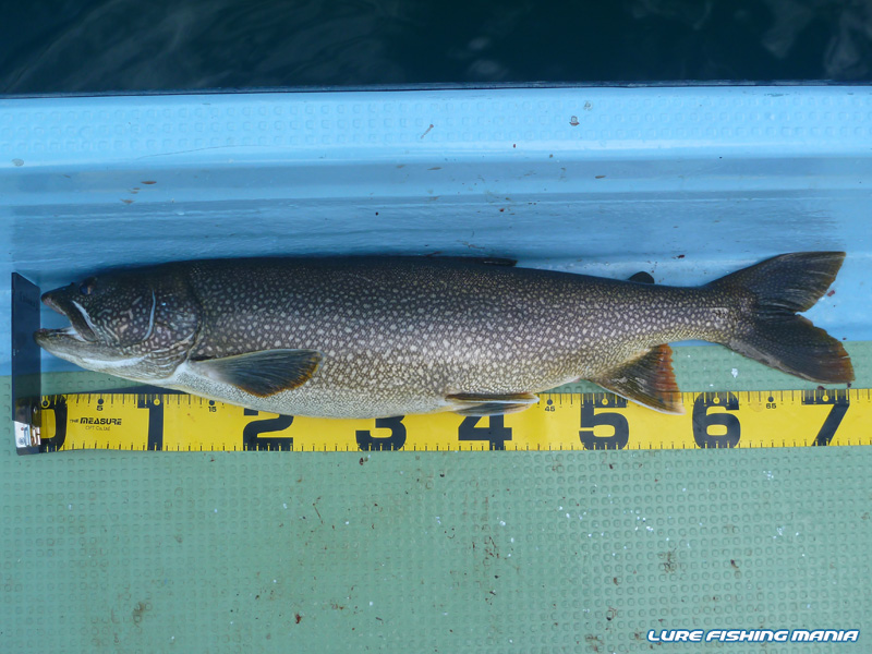 キャスティングなら嬉しいサイズですね