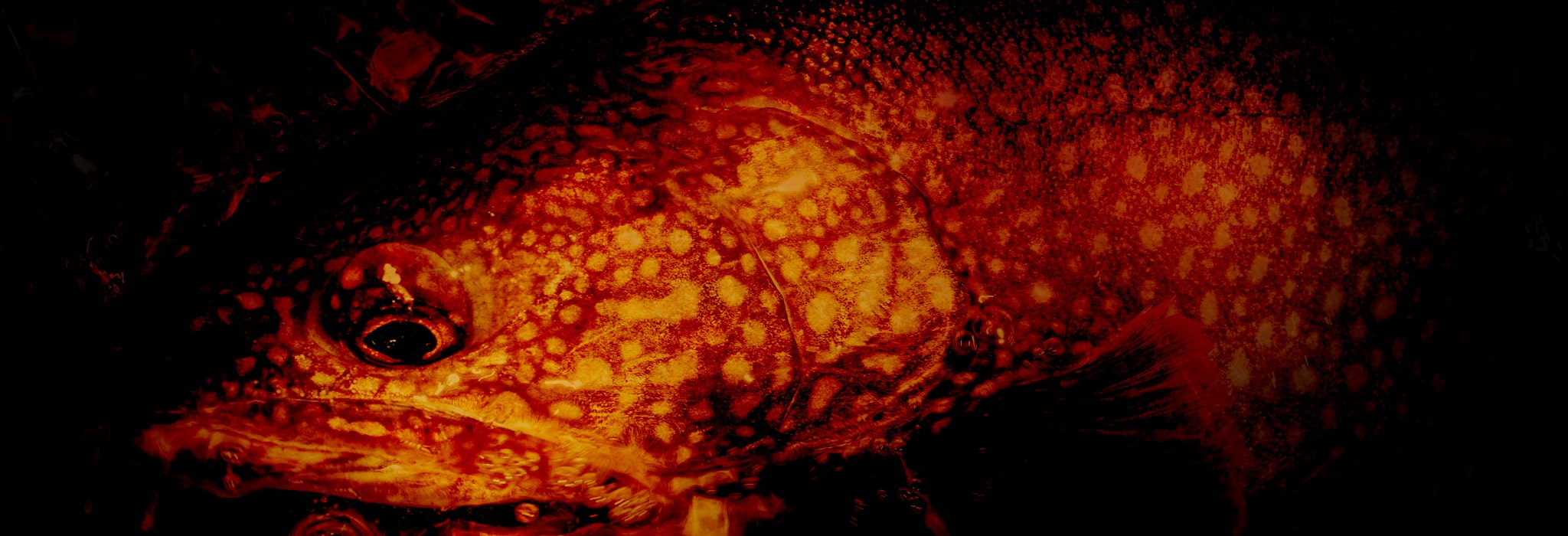 中禅寺湖 2021年第2戦目 / 釣行記録