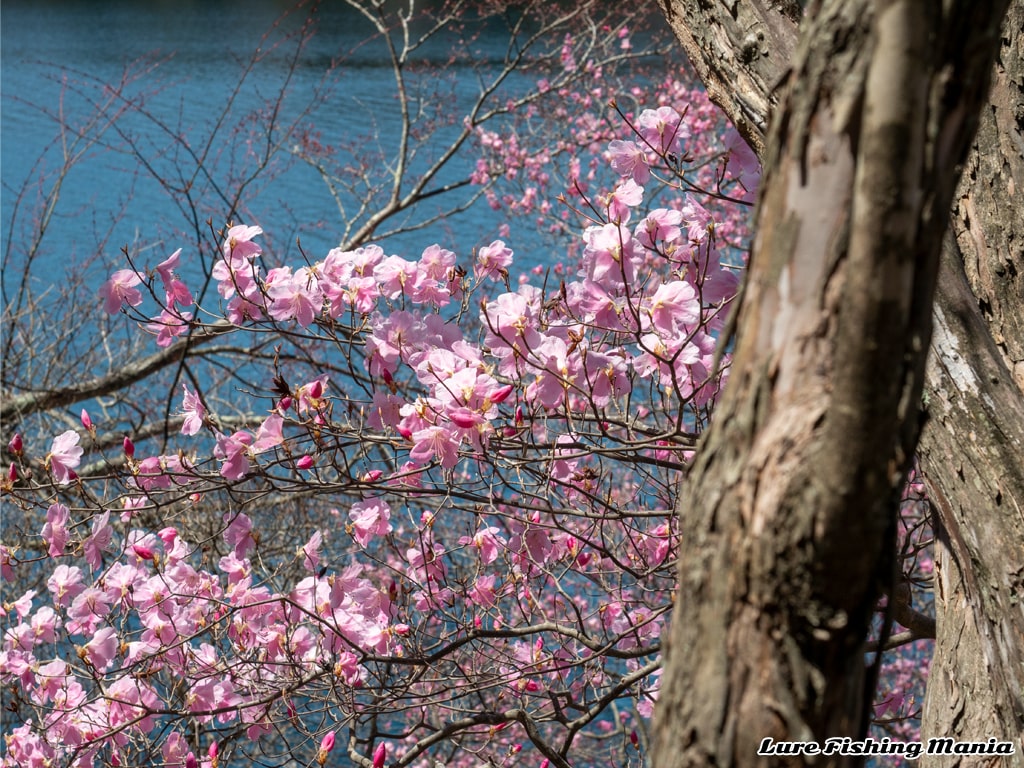 綺麗なヤシオツツジ