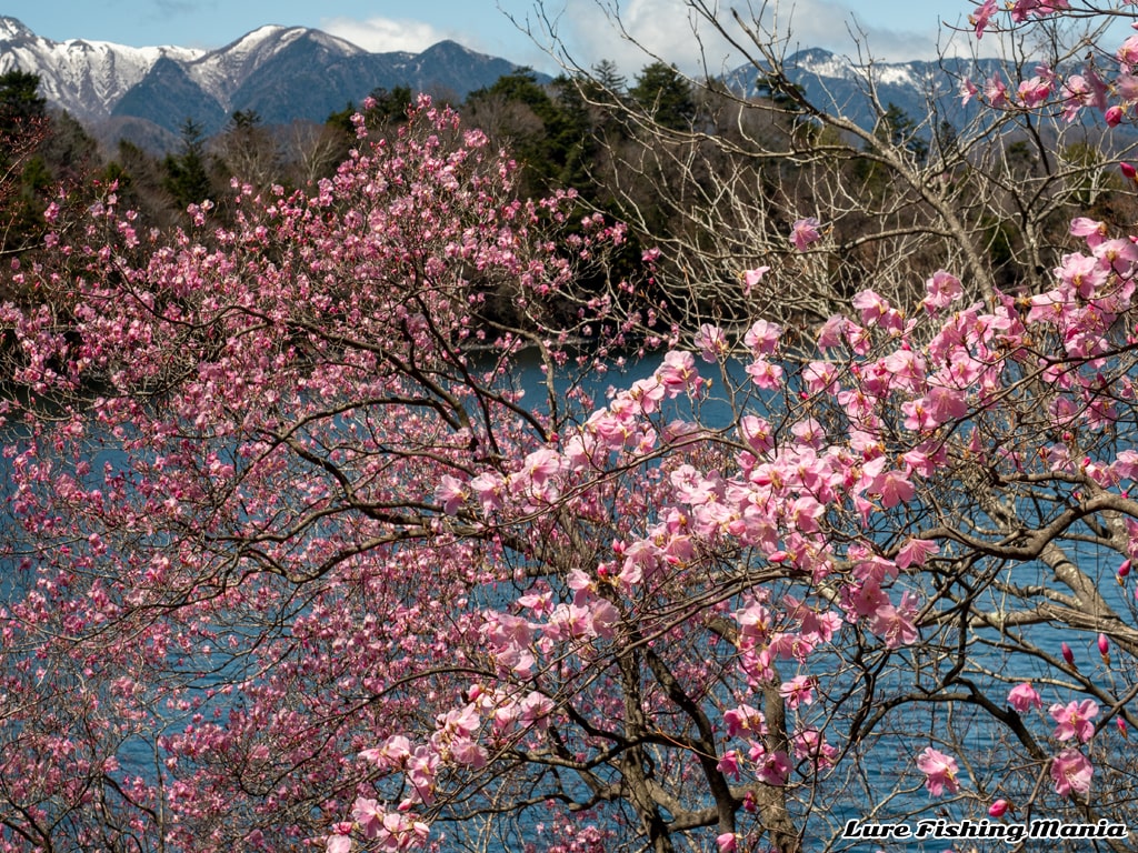 雪山とのコントラストも綺麗