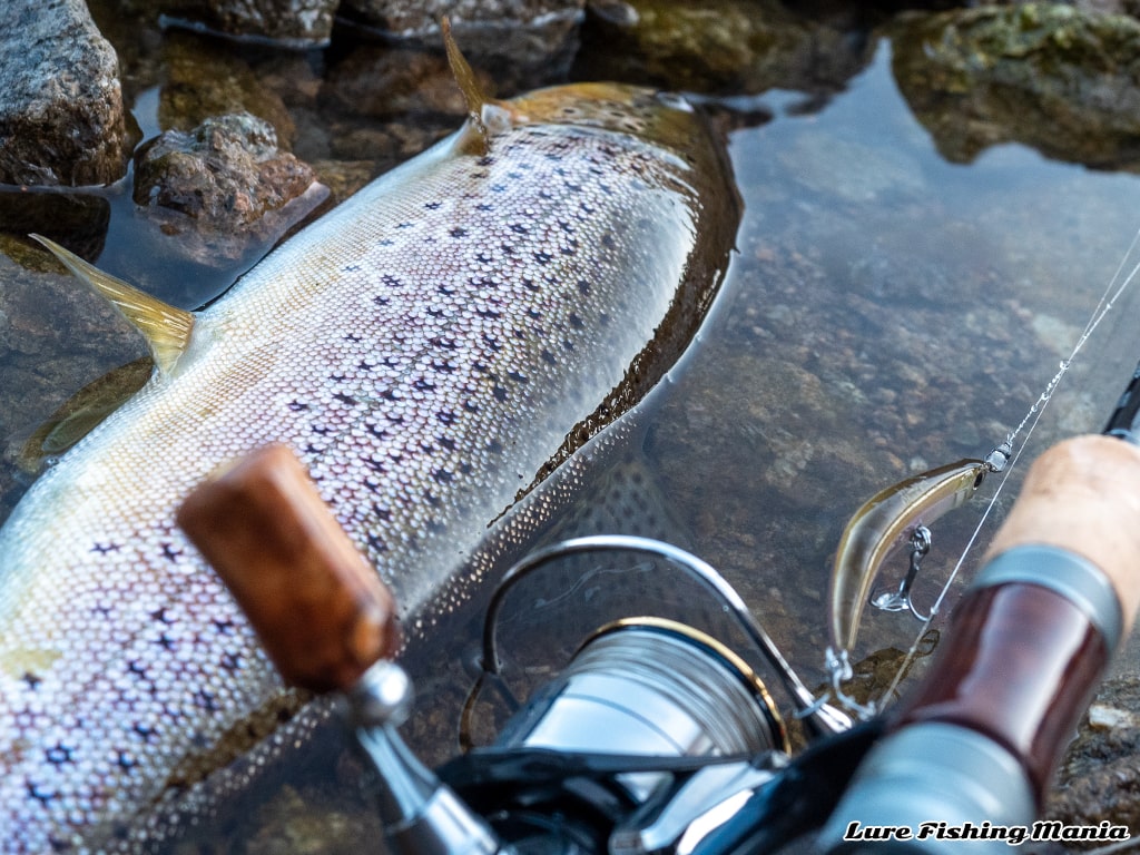 シーズン的には早めのトップウォーターゲームを堪能