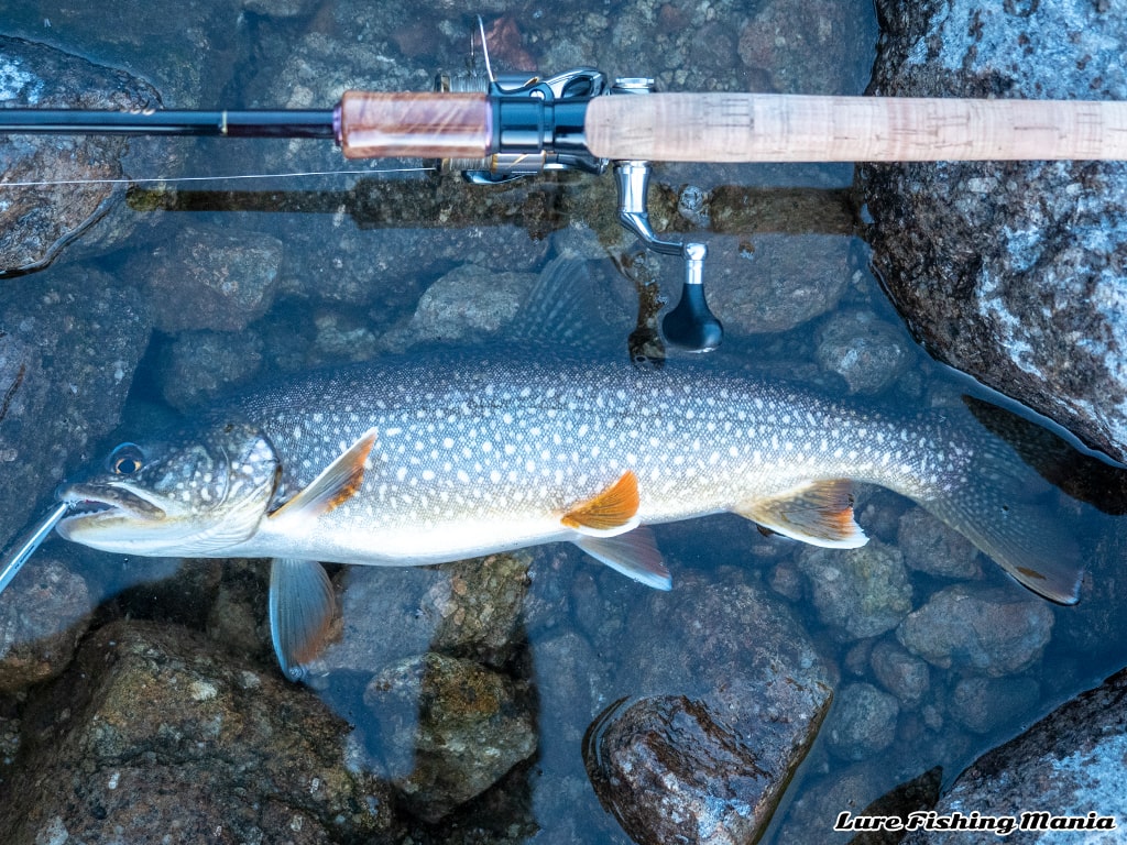 朝一番にヒットしたブラウントラウト