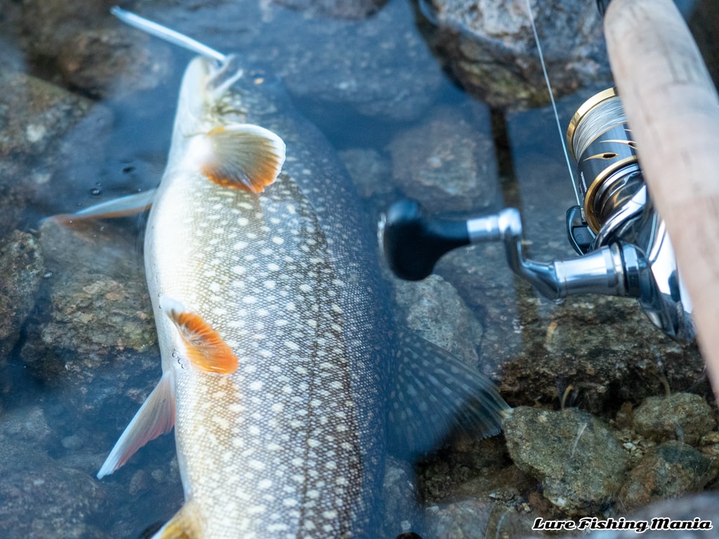 とにかくレイクトラウトはコンディションが良い