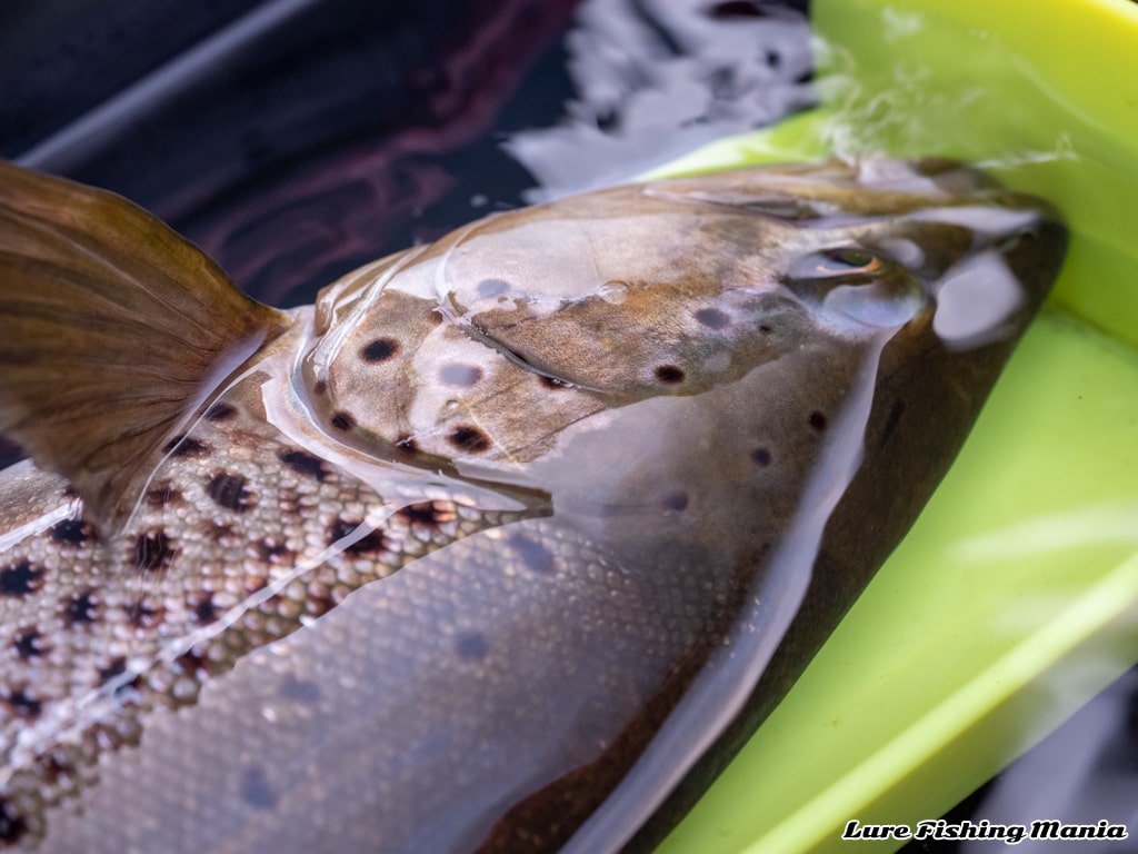 個体によって表情が変わる不思議な魚、ブラウントラウト