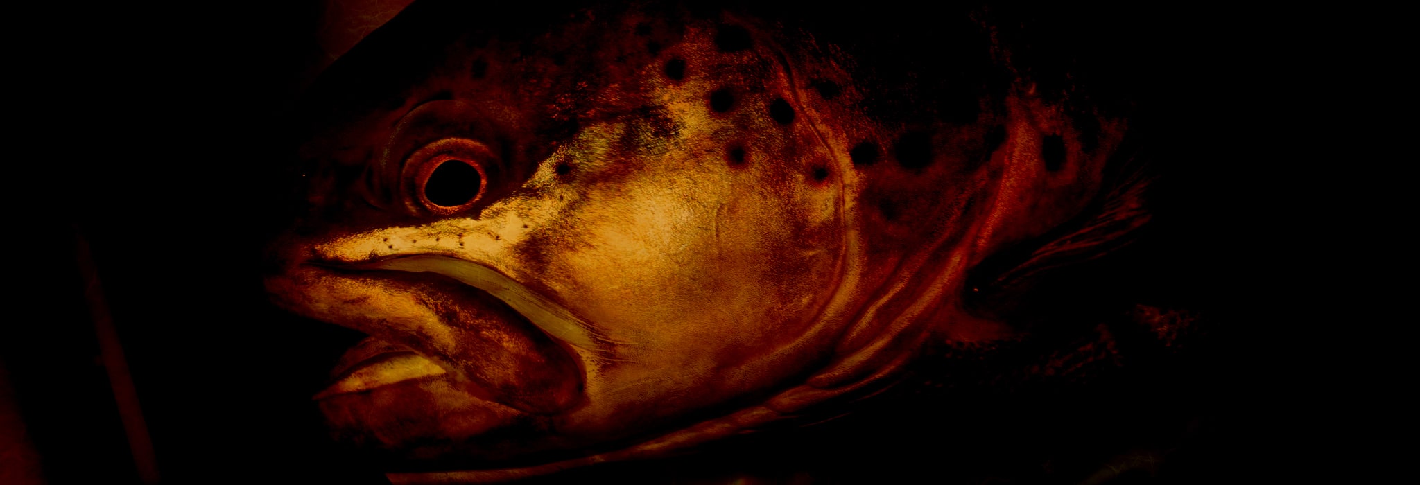 中禅寺湖 2021年第13戦目 / 釣行記録