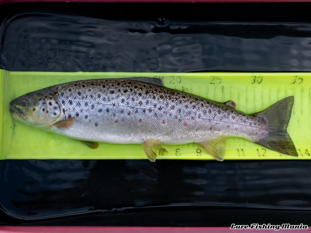 浅い棚でヒットしたブラウントラウト