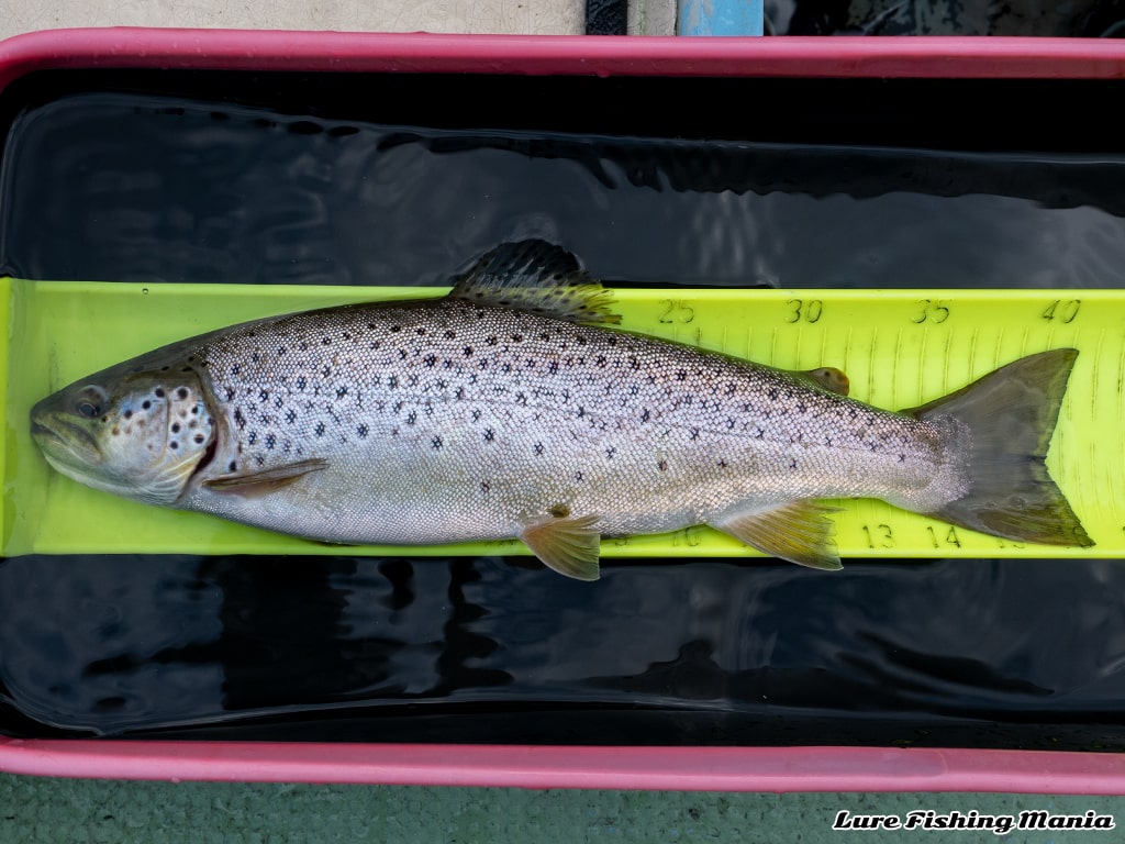 5ヤード下でヒットしたブラウントラウト