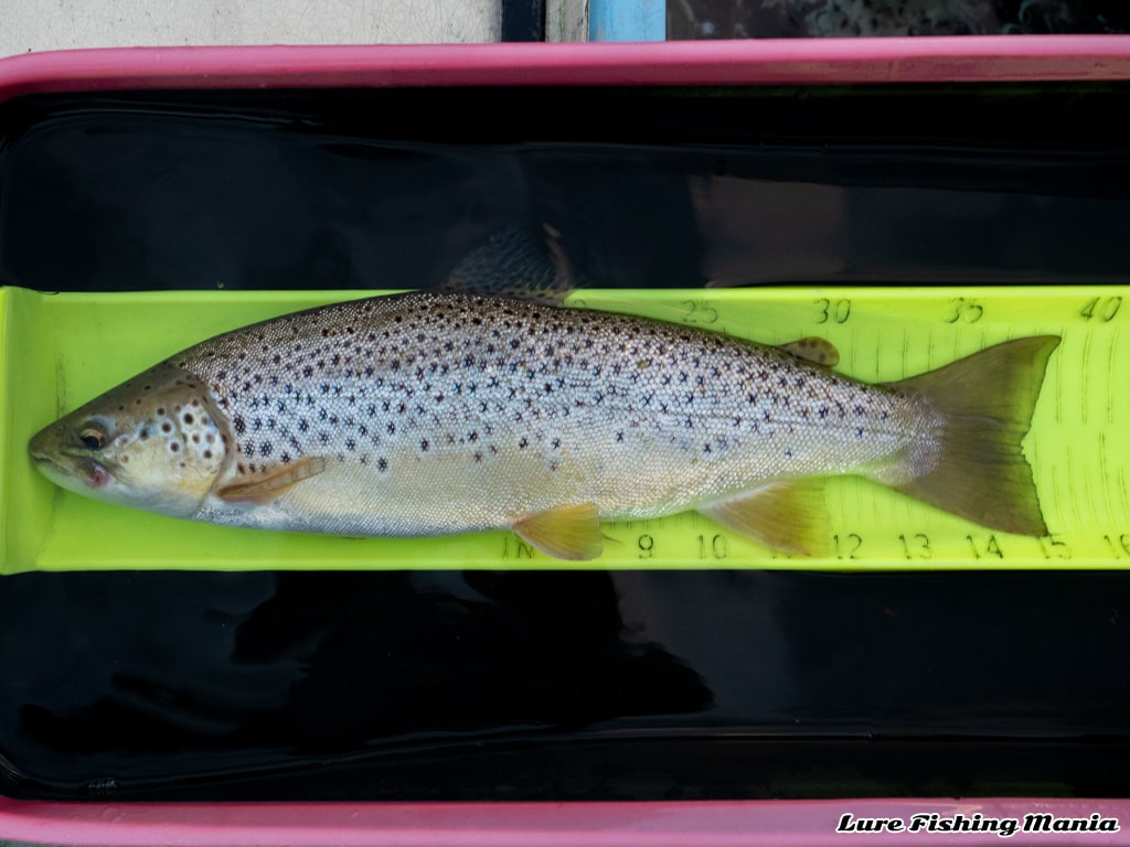 終了1分前に掛かったブラウントラウト