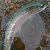 開成フォレストスプリングス 2011年第1戦目